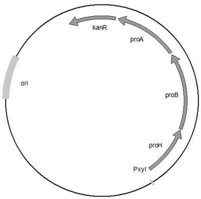 一株生產(chǎn)反式-4-羥基-L-脯氨酸的重組菌株及其構建與應用專利_-啟信寶
