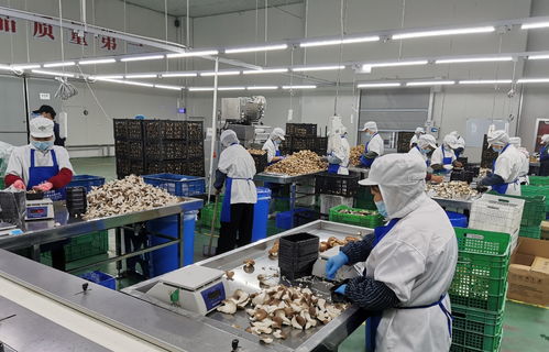 守護(hù)舌尖上的安全 寶山食品生產(chǎn)企業(yè)開展自律互查活動